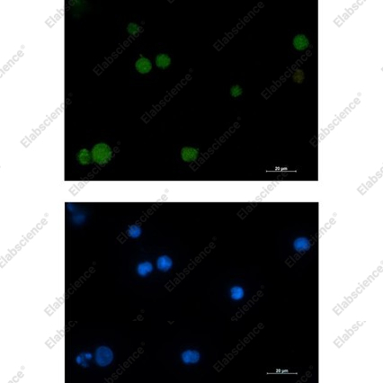 Recombinant Rad51 Monoclonal Antibody - 2