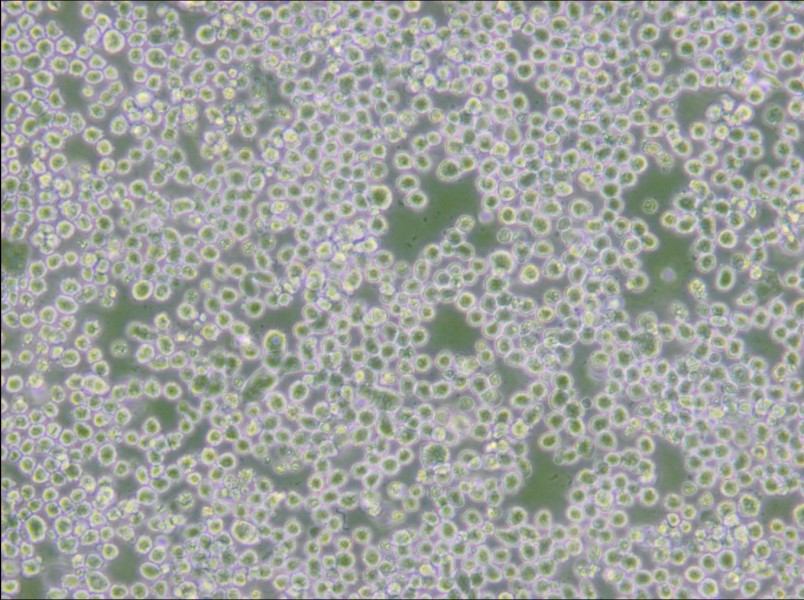 OKT 3 Cell Complete Medium - small - 5