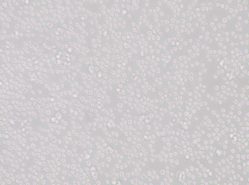 SU-DHL-8 Cell Complete Medium - small - 5