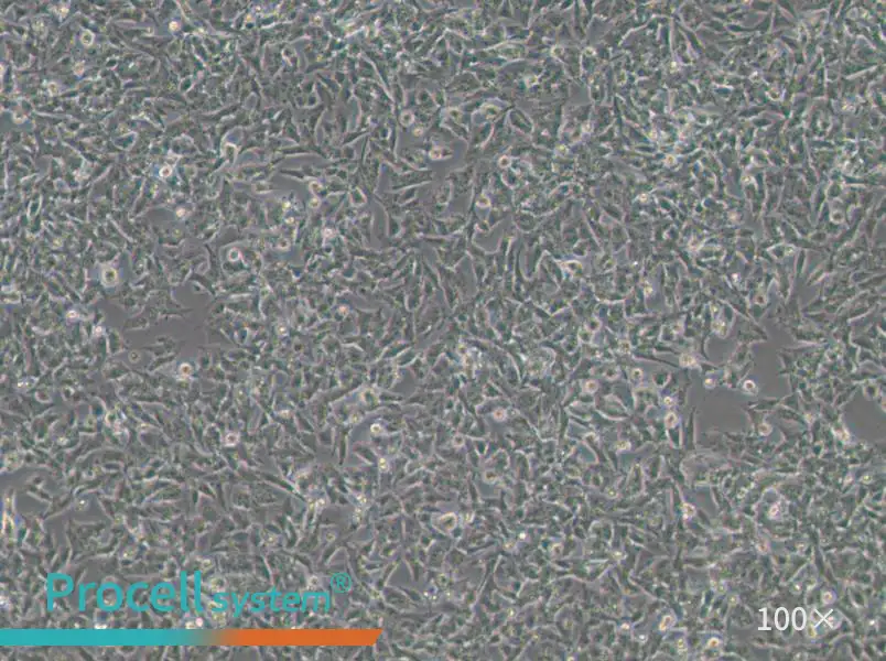 Kelly Cell Complete Medium - 2