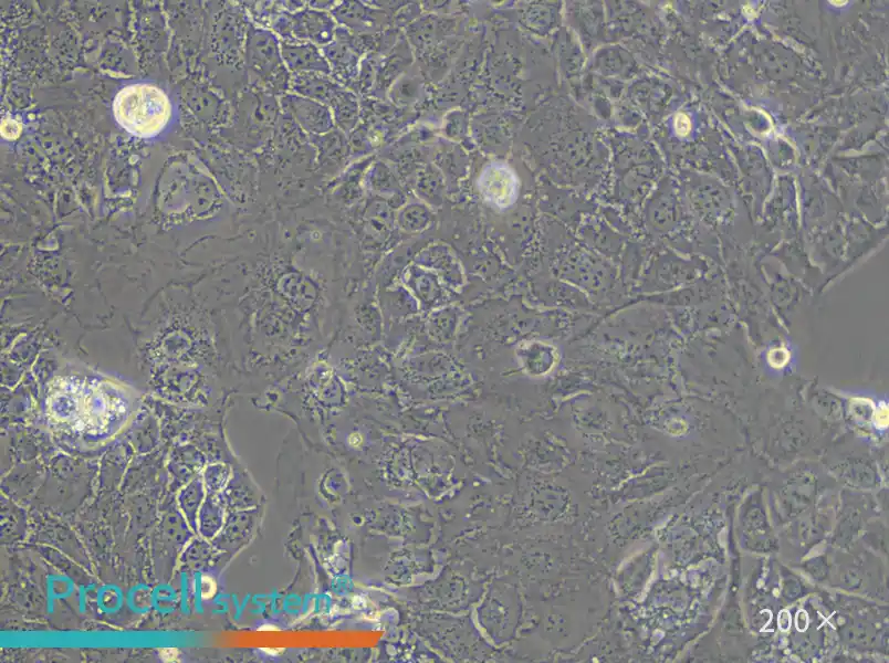 Caco-2 Cell Complete Medium - small - 4