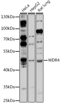 Western blot analysis of extracts of various cell lines using WDR4 Polyclonal Antibody at 1:1000 dilution.