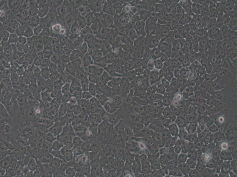 SACC-83 Cell Complete Medium - 4