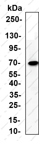 Recombinant GCS-α-1 Monoclonal Antibody - 1