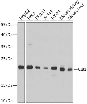 Western blot analysis of extracts of various cell lines using CIB1 Polyclonal Antibody at 1:1000 dilution.