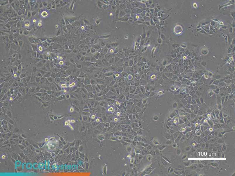 PK-59 Cell Complete Medium