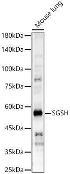 Western blot analysis of Mouse lung using SGSH Polyclonal Antibody at 1:500 dilution.