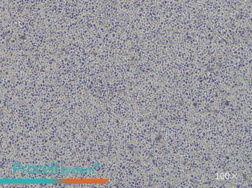WEHI-3 Cell Complete Medium - 1