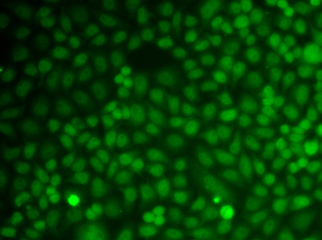 Immunofluorescence analysis of A549 cells using GADD45A Polyclonal Antibody