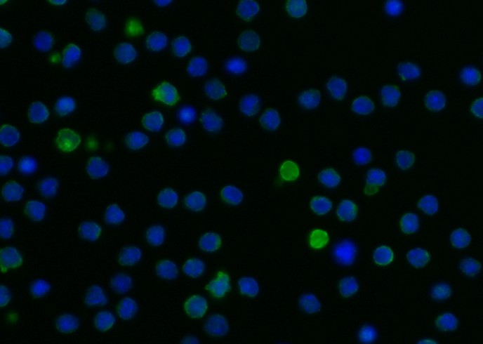 Recombinant LILRB3 Monoclonal Antibody-searchlist-1