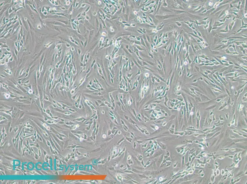 SK-N-SH Cell Complete Medium - 1
