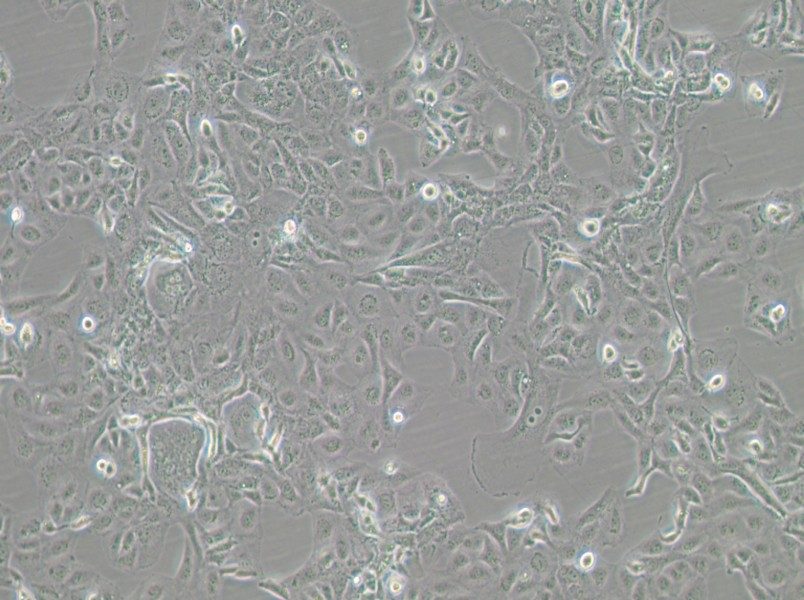 GLAG-66 Cell Complete Medium-searchlist-1