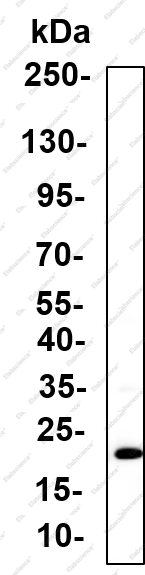 Recombinant HES5 Monoclonal Antibody - 1