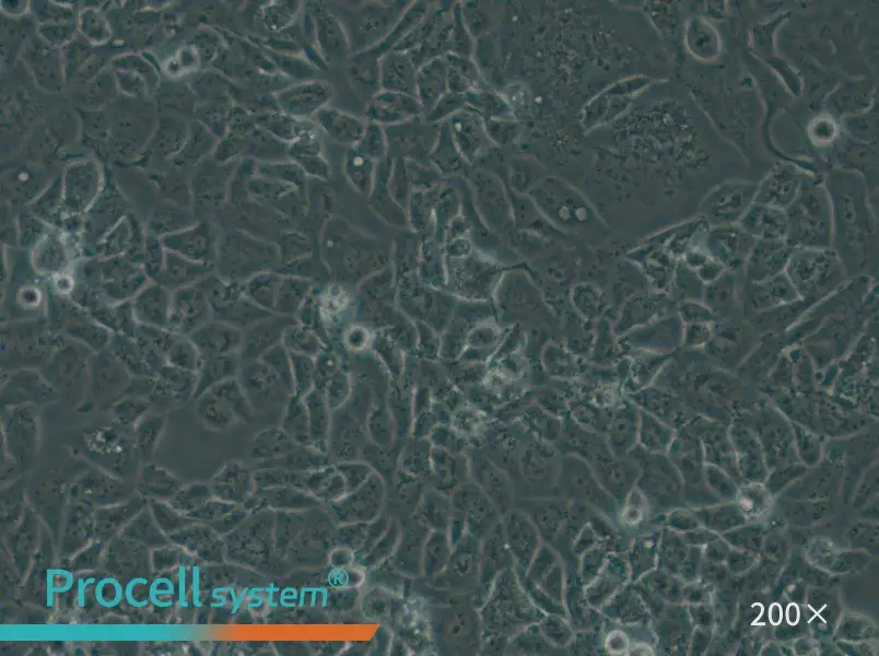 NCI-H522[H522] Cell Complete Medium - small - 5