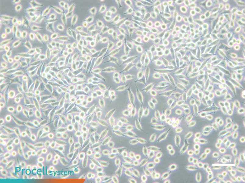 A9 Cell Complete Medium - small - 5