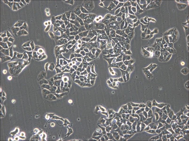 HCC1833 Cell Complete Medium - 6