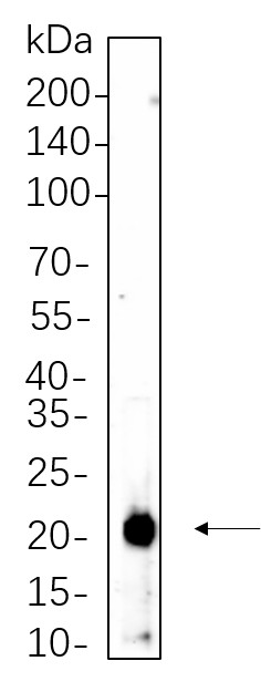 Recombinant p21 Monoclonal Antibody-searchlist-1