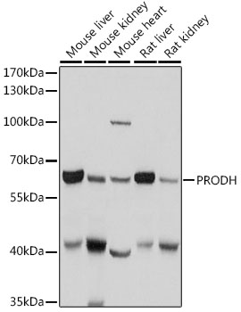 Western blot analysis of extracts of various cell lines using PRODH Polyclonal Antibody at 1:1000 dilution.