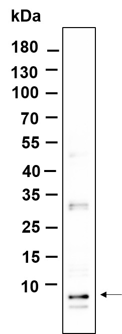 Recombinant NOP10 Monoclonal Antibody-searchlist-1