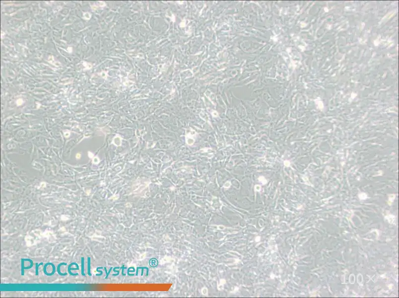 15P-1 Cell Complete Medium15P-1 Cell Complete Medium - 2