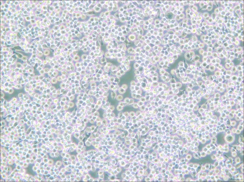MH-S Cell Complete Medium - 2