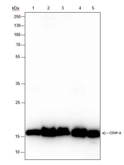 Recombinant CENP-A Monoclonal Antibody-searchlist-1