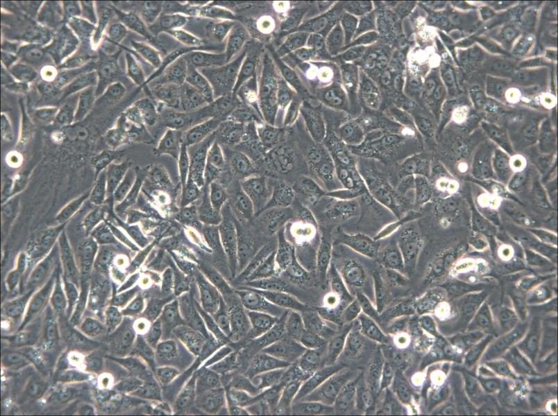 HS-5 Cell Complete Medium - 5