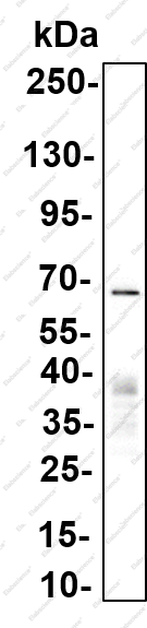 Recombinant RBPJK Monoclonal Antibody - 1