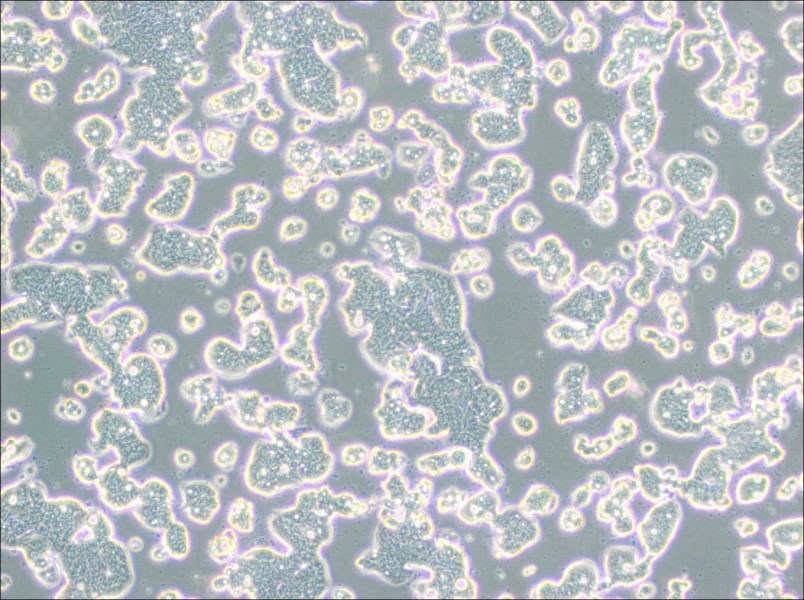 LS513 Cell Complete Medium-searchlist-1