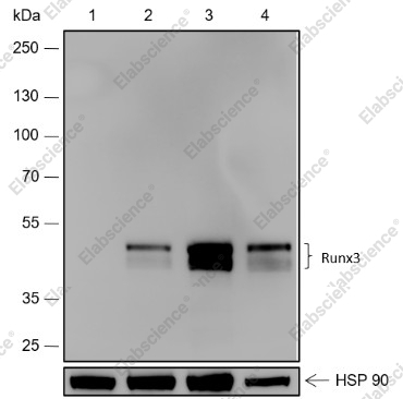 Recombinant RUNX3 Monoclonal Antibody - 1