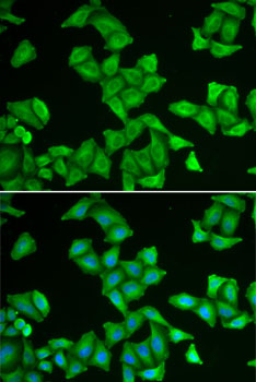 Immunofluorescence analysis of U2OS cells using COX5A Polyclonal Antibody