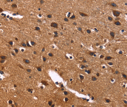 PHB Polyclonal Antibody - 3