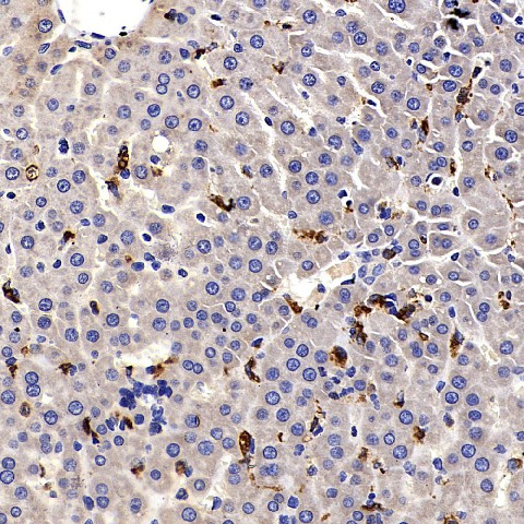 Immunohistochemistry analysis of paraffin-embedded rat liver  using CD68 Polyclonal Antibody at dilution of 1:500.