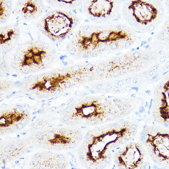 Immunohistochemistry of paraffin-embedded mouse kidney using SLC3A1 Polyclonal antibody at dilution of 1:200 (40x lens).Perform high pressure antigen retrieval with 10 mM citrate buffer pH 6.0 before commencing with IHC staining protocol.