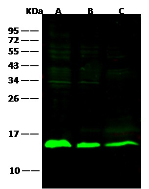 Recombinant Galectin-1/LGALS1 Monoclonal Antibody-searchlist-1
