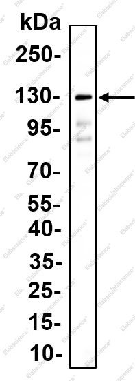 Recombinant NEDD4 Monoclonal Antibody - 1