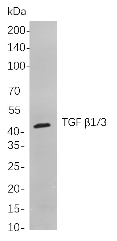Recombinant TGF β1/3 Monoclonal Antibody-searchlist-1