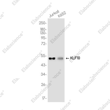 Recombinant KLF10 Monoclonal Antibody - 1