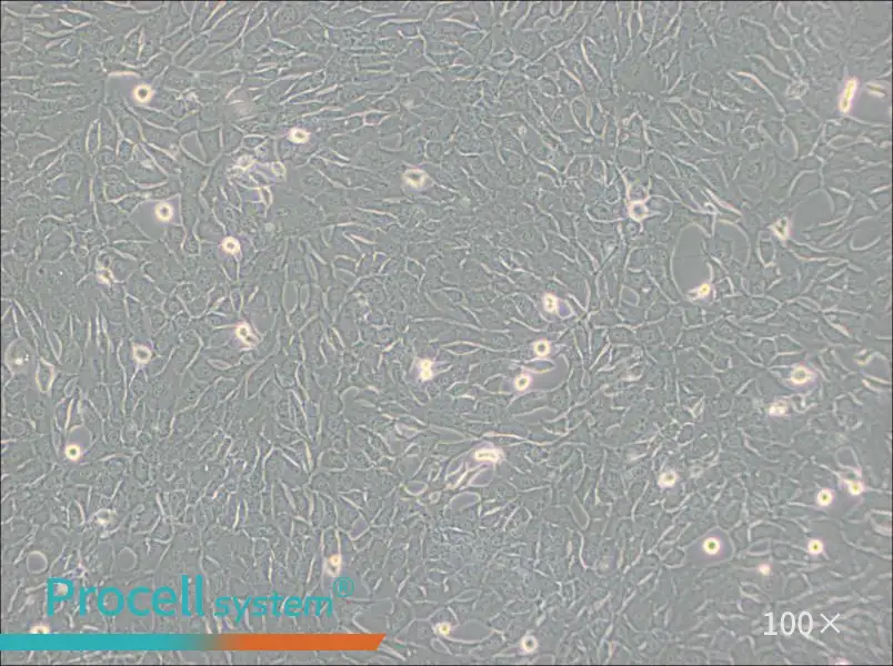 C127 [C-127] Cell Complete Medium - 3