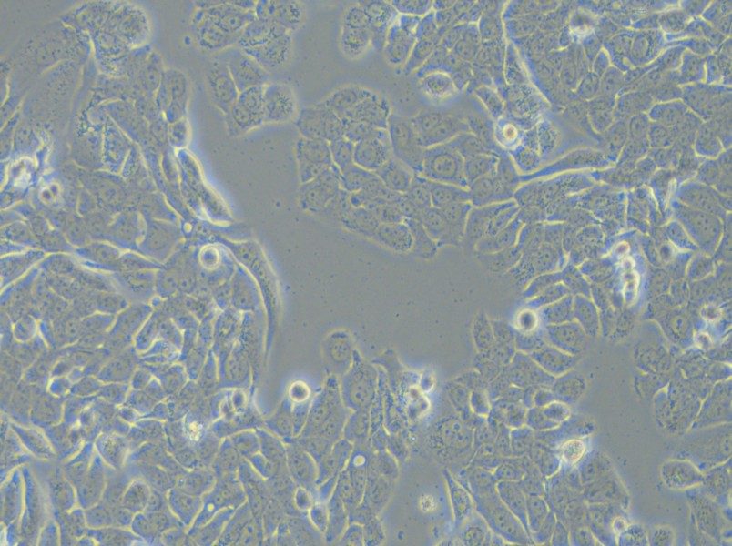 NCI-H358 Cell Complete Medium - small - 4