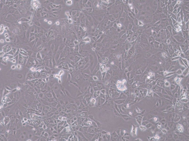 HT-1197 Cell Complete Medium-searchlist-1