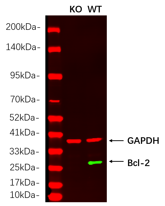 Recombinant Bcl-2 Monoclonal Antibody - 2