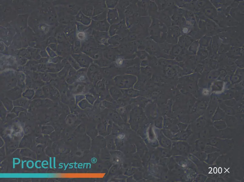 SCaBER Cell Complete Medium - 5