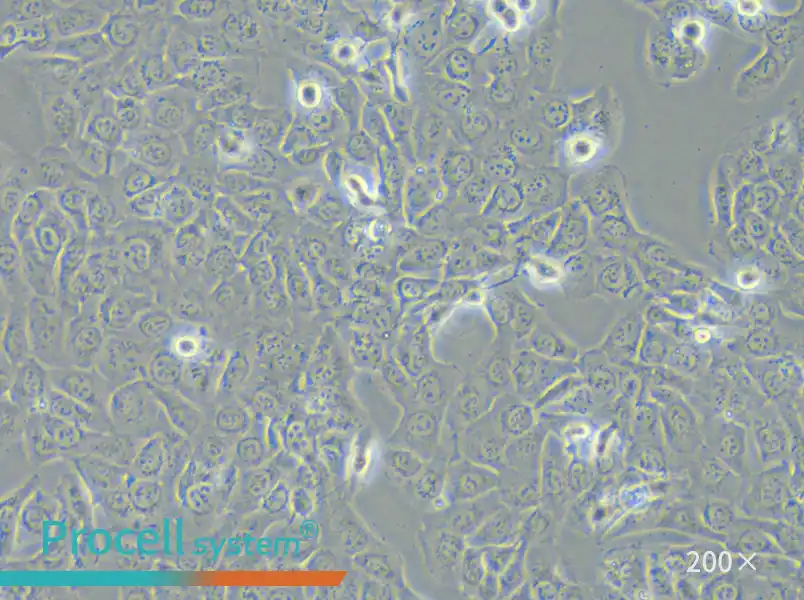 HT-1080 [HT1080] Cell Complete Medium - small - 6