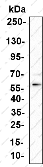 Recombinant RIP3 Monoclonal Antibody - 1