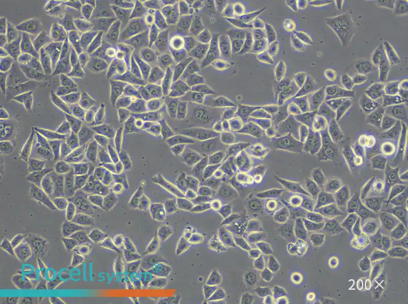 AGS Cell Complete Medium - small - 5