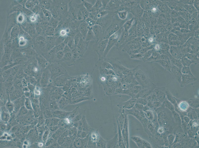 WI-38 VA-13 subline 2RA Cell Complete Medium - 5