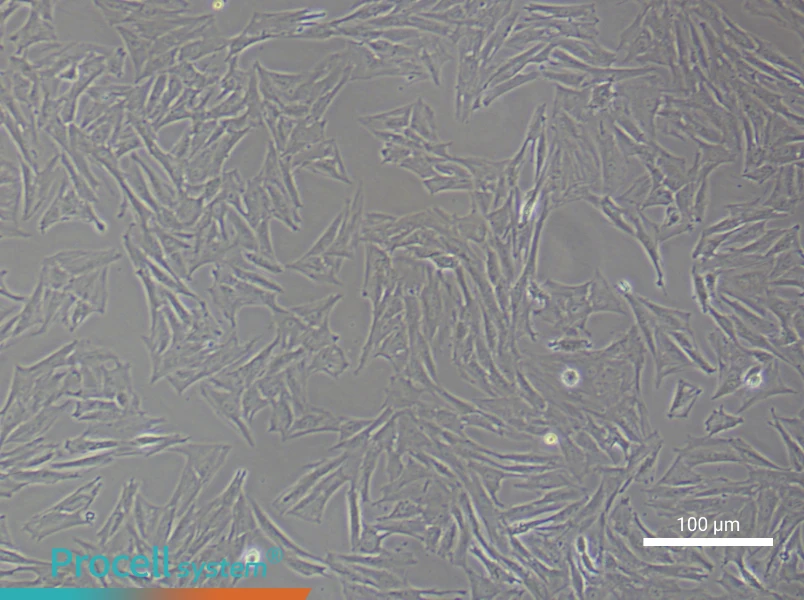 Rat Periodontal Ligament Stem Cell Complete Medium - 1