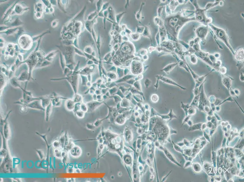 E0771 Cell Complete Medium - 6