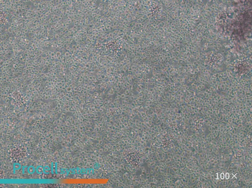 GM23688 Cell Complete Medium - 1